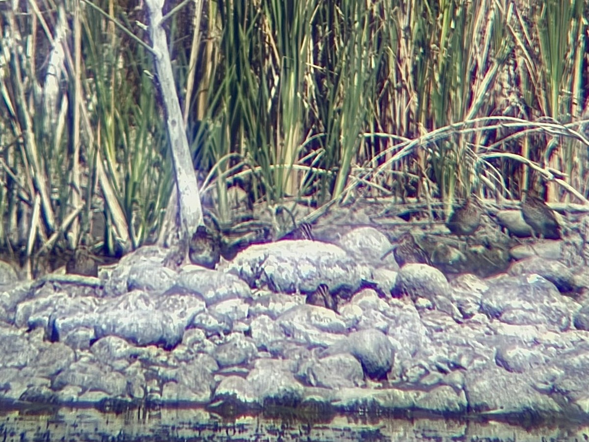 Wilson's Snipe - ML641220811