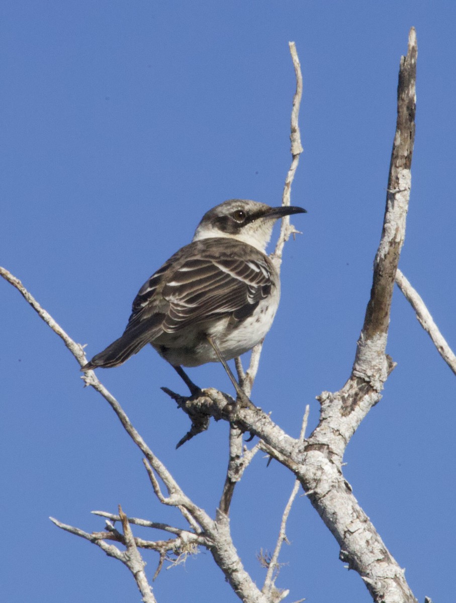 Galapagos Mockingbird - ML641220814