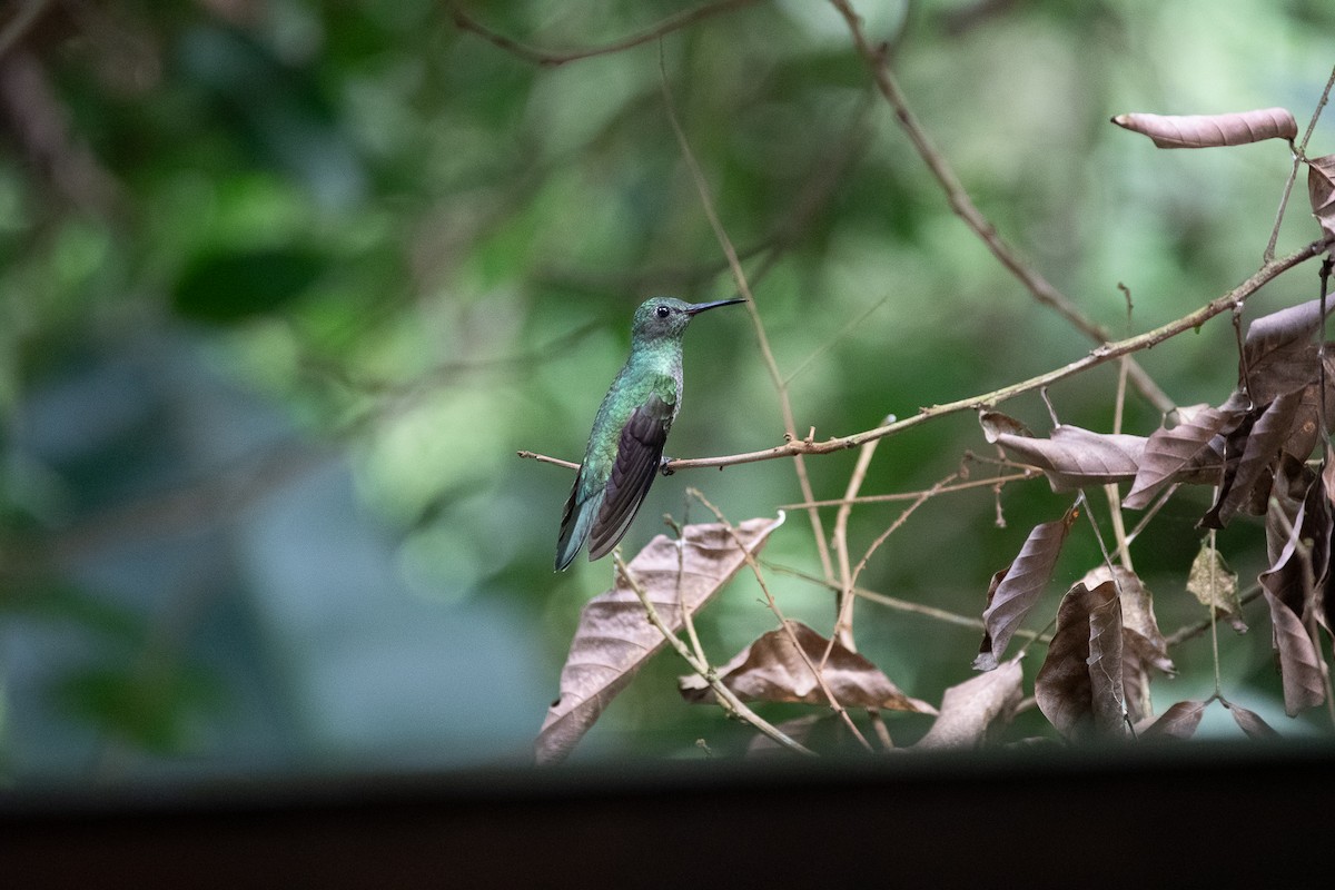 Scaly-breasted Hummingbird - ML641220871