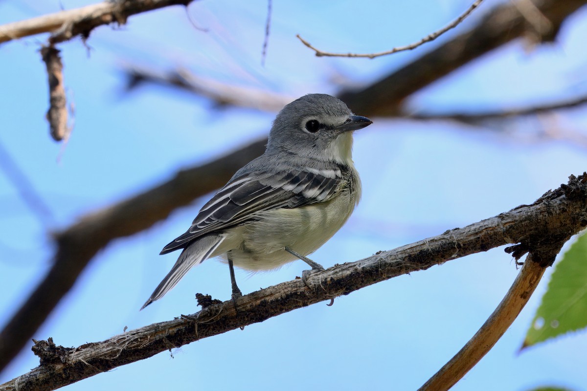 Plumbeous Vireo - ML641220918