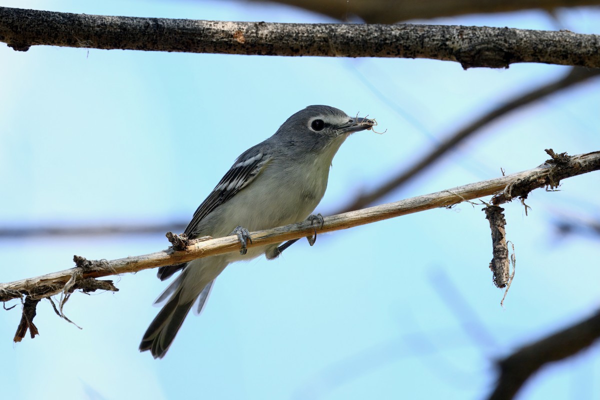 Plumbeous Vireo - ML641220923