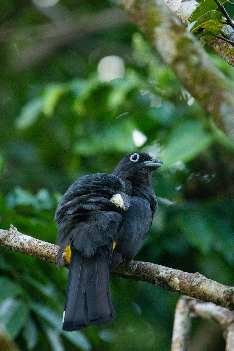 Black-headed Trogon - ML641220948