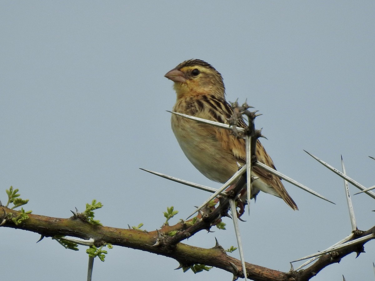 Northern Red Bishop - ML641220955