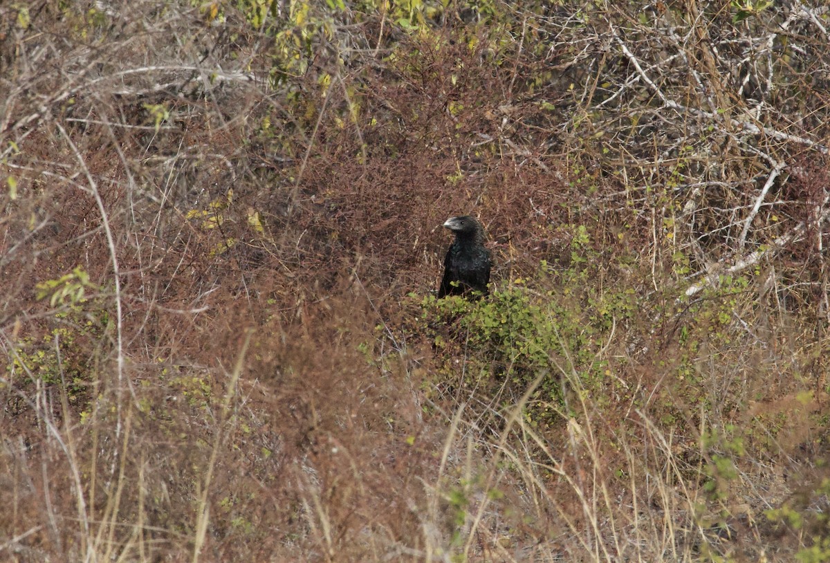 Smooth-billed Ani - ML641220963