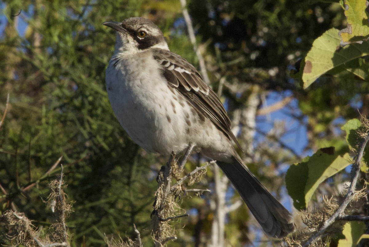 Galapagos Mockingbird - ML641220988