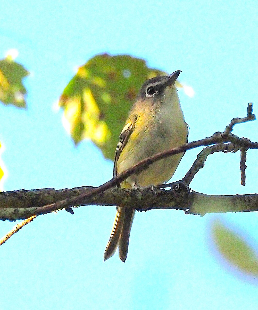 Blue-headed Vireo - ML641221035