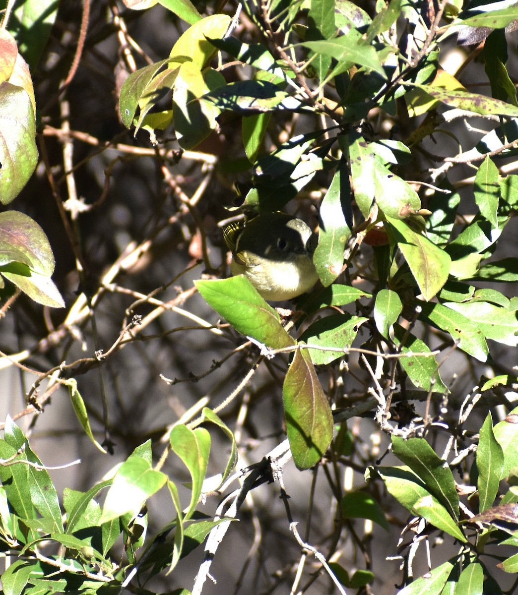 Ruby-crowned Kinglet - ML641221043