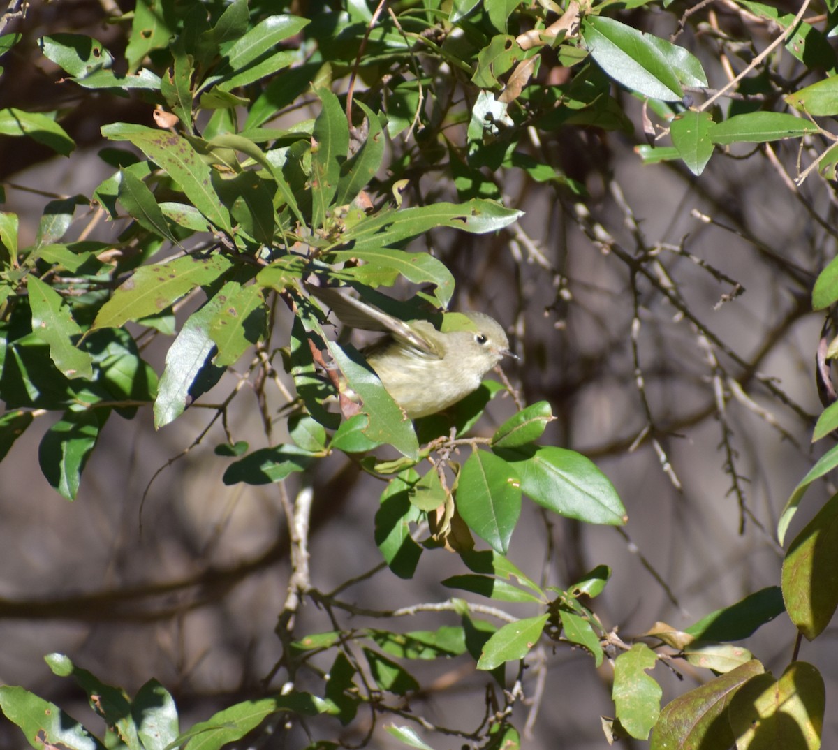 Ruby-crowned Kinglet - ML641221044
