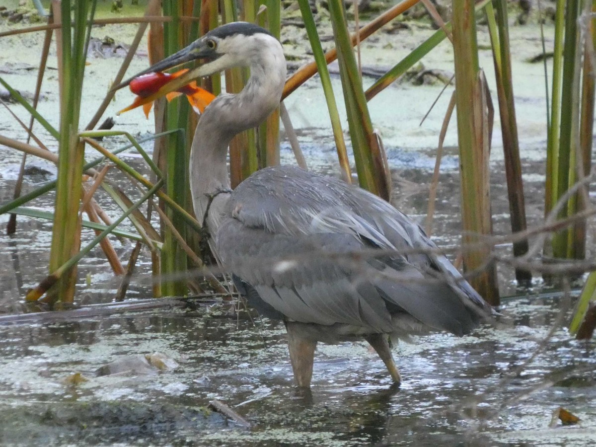 Great Blue Heron - ML641221060