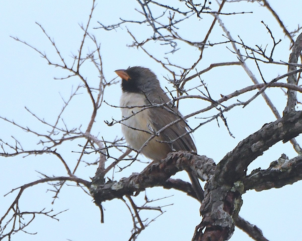 Black-throated Saltator - ML641221063