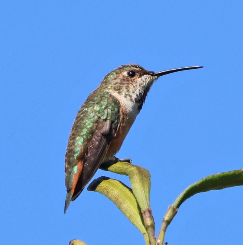Allen's Hummingbird - ML641221155