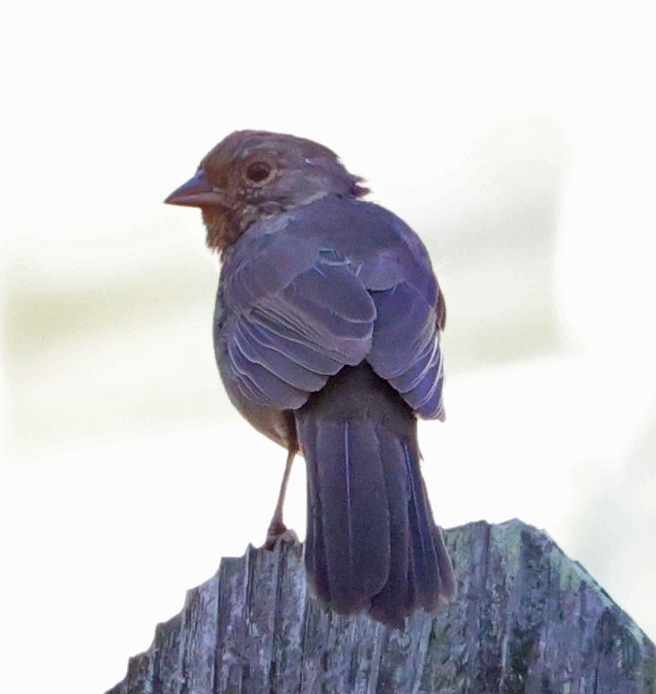 California Towhee - ML641221241