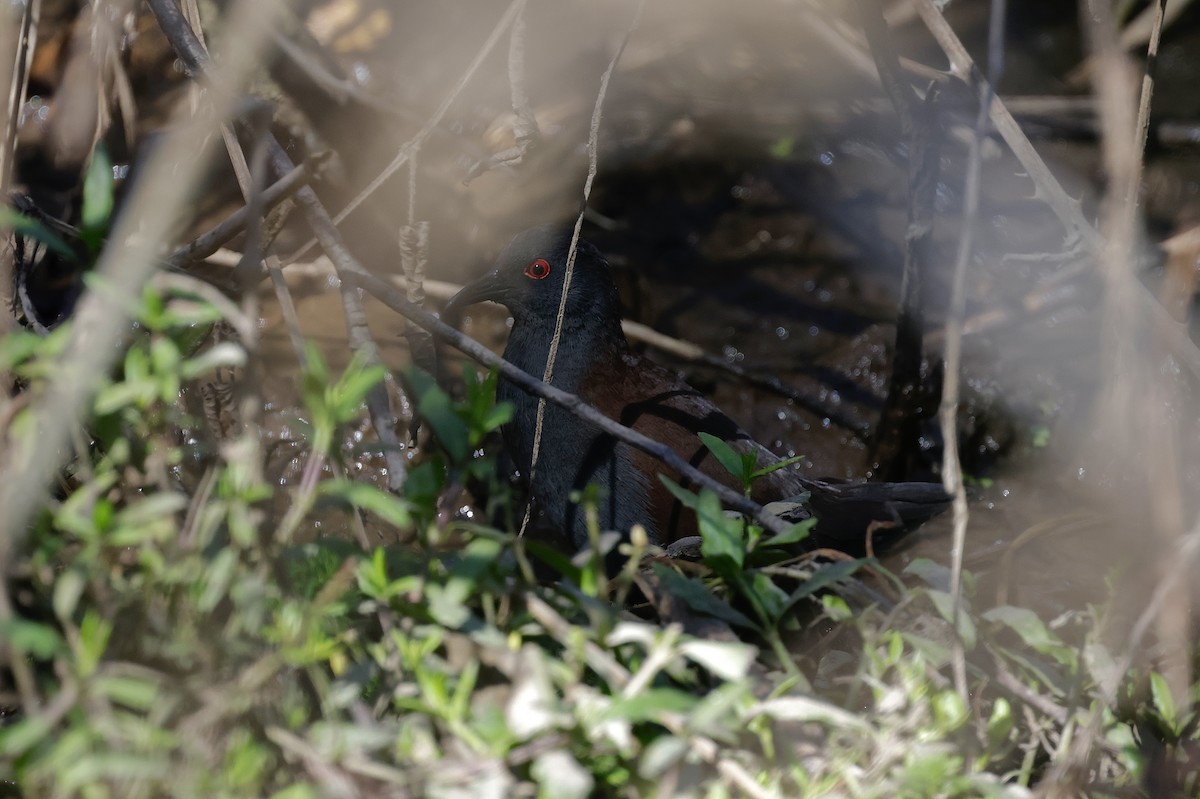 Spotless Crake - ML641221246