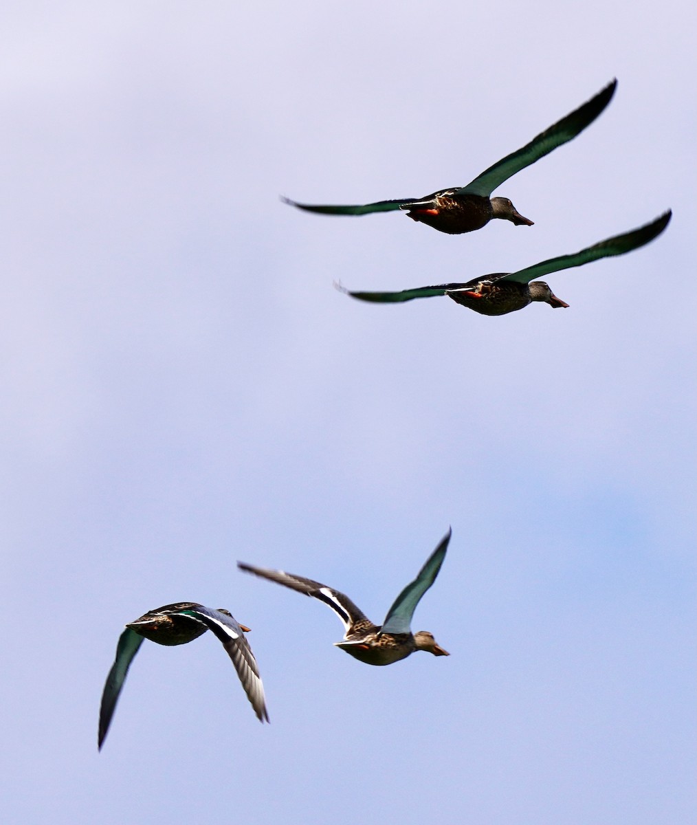 Northern Shoveler - ML641221252