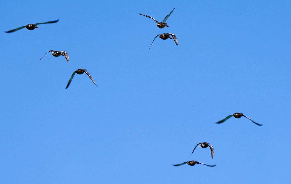 Northern Shoveler - ML641221259