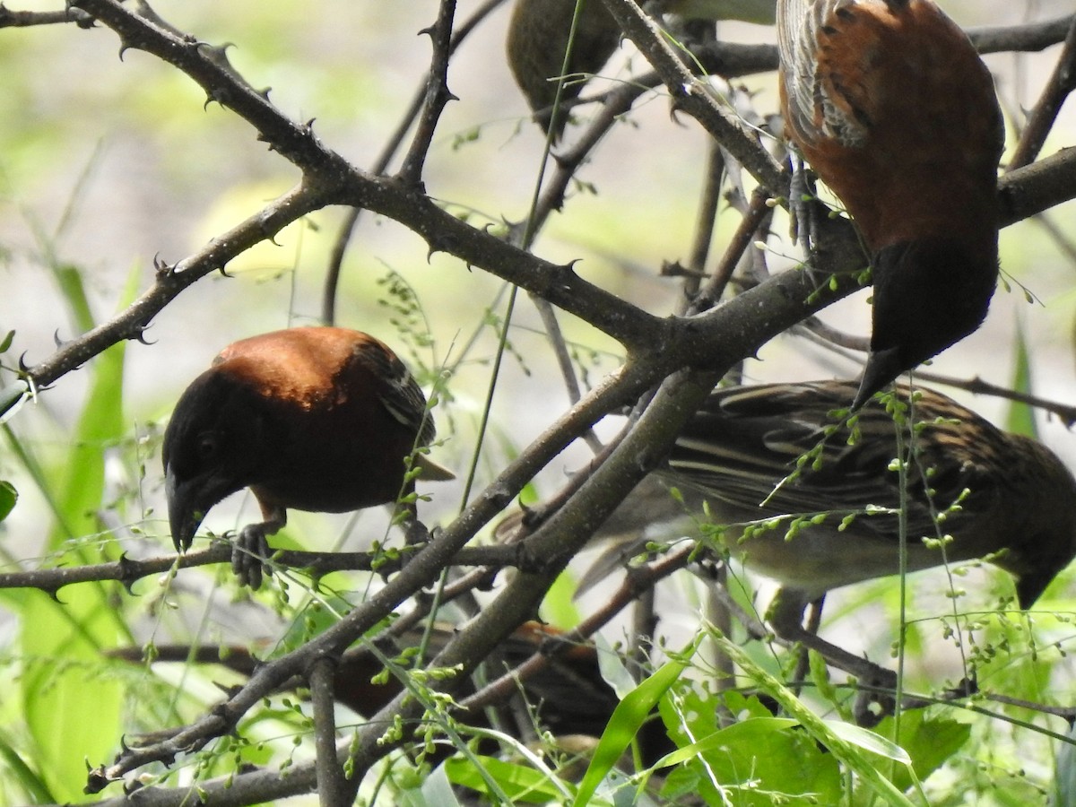 Chestnut Weaver - ML641221275
