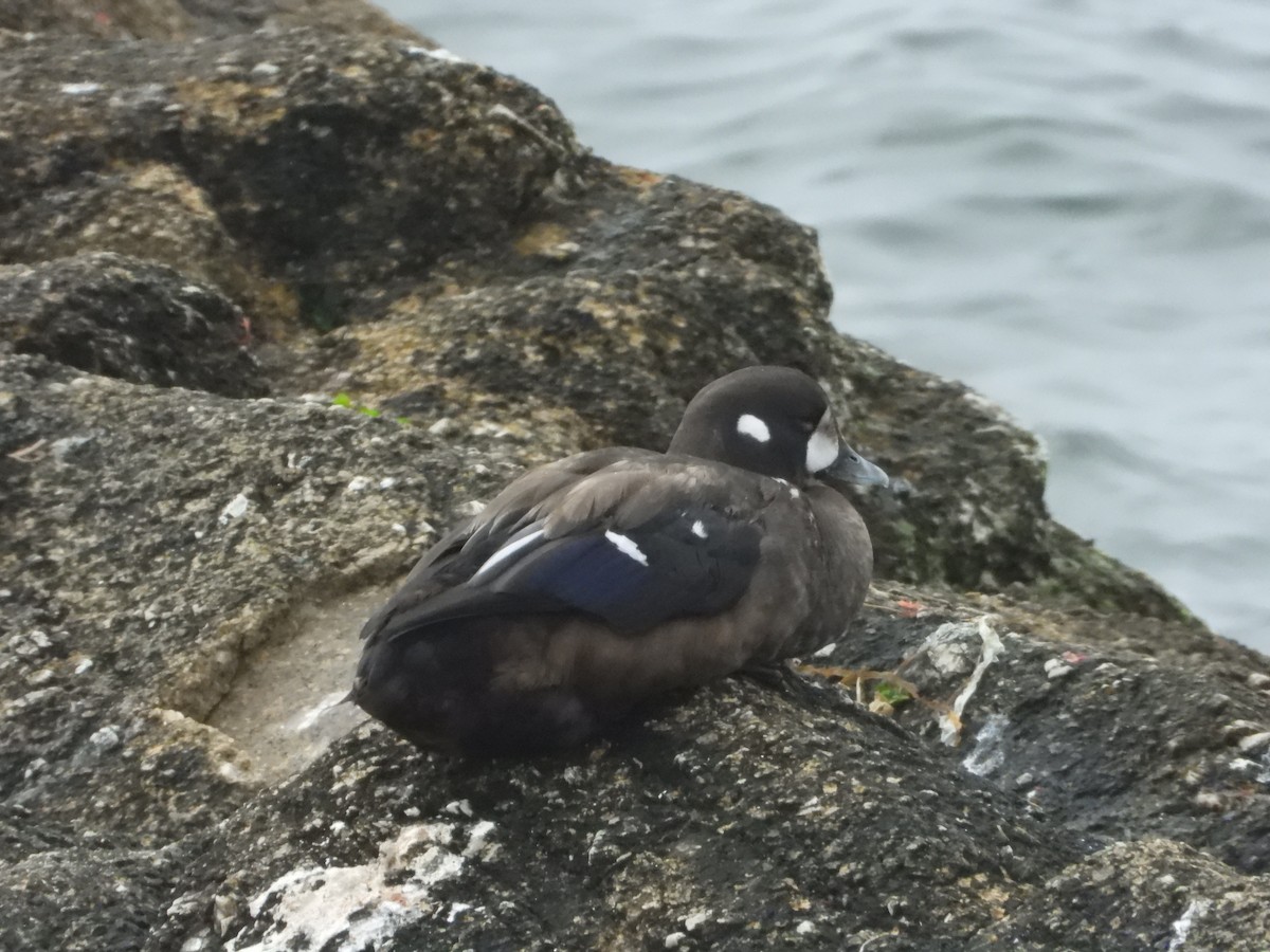 Harlequin Duck - ML641221278