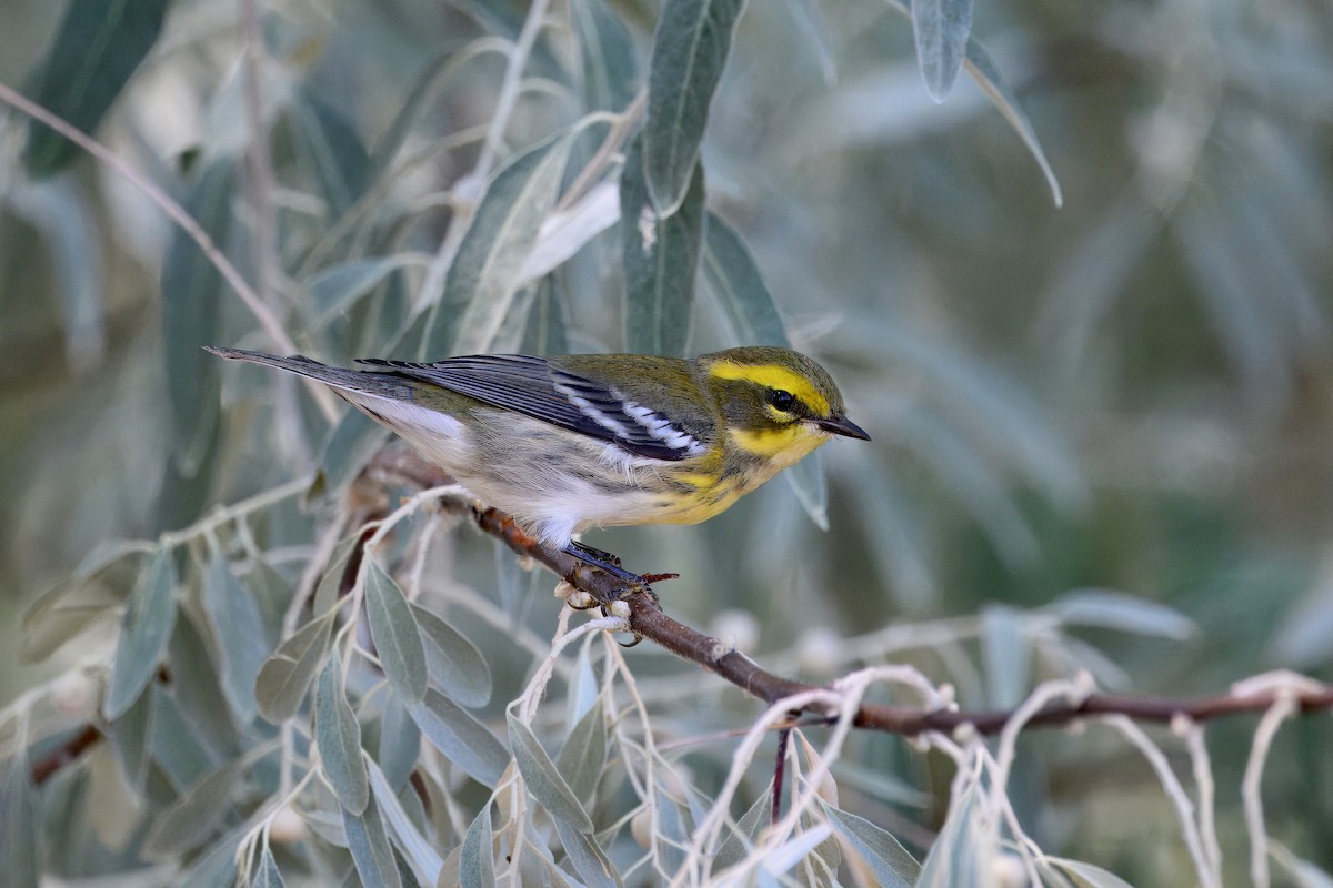 Townsend's Warbler - ML641221312