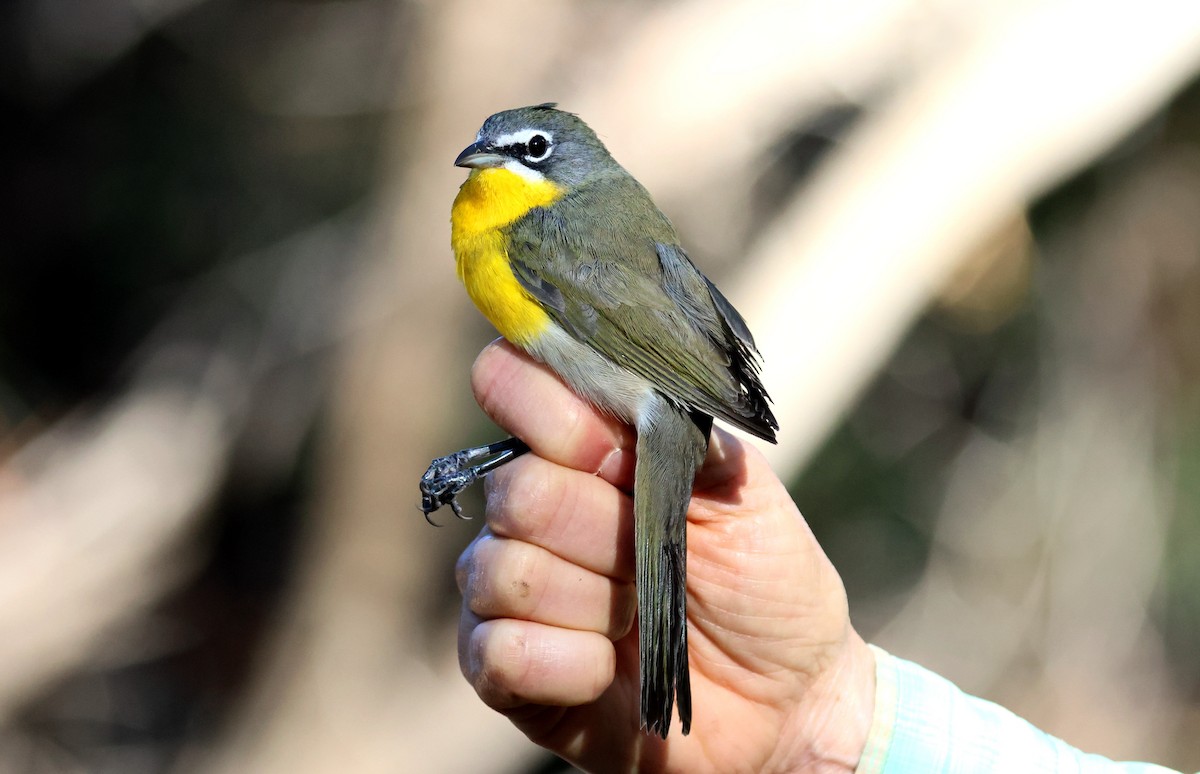 gulbrystparula - ML641221324