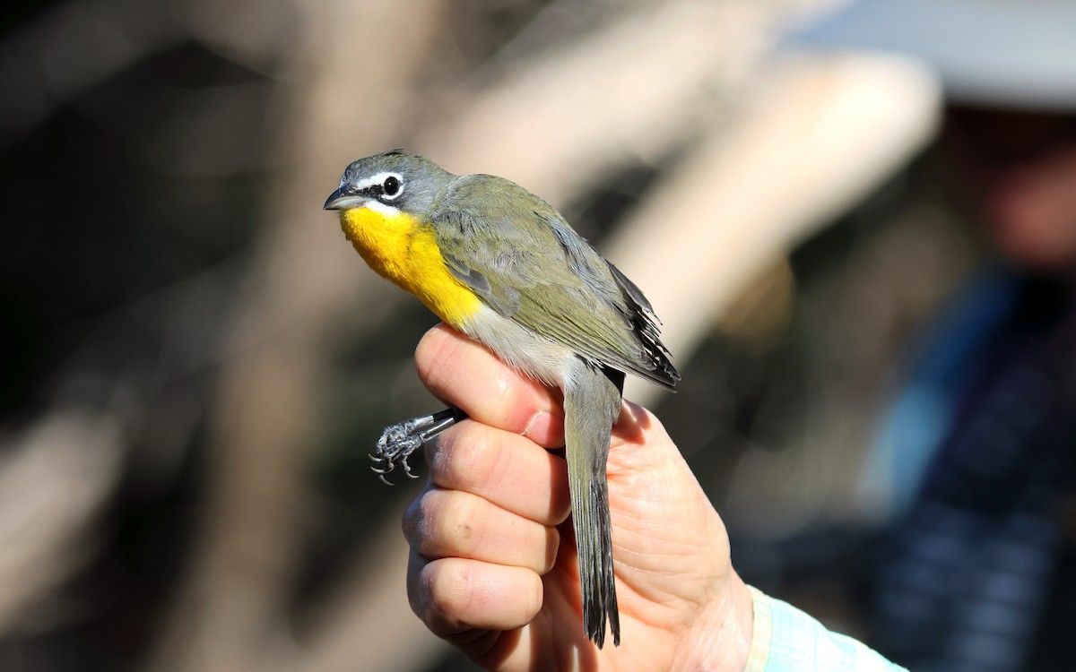 gulbrystparula - ML641221377