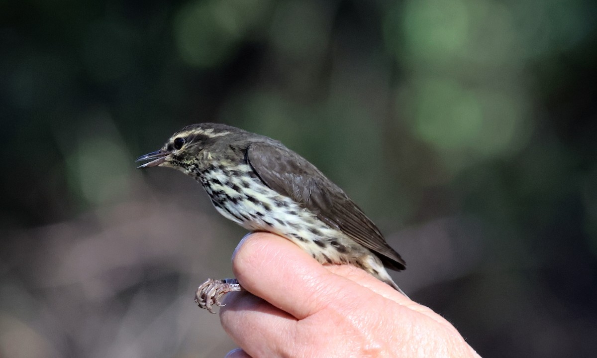 vannparula - ML641221425