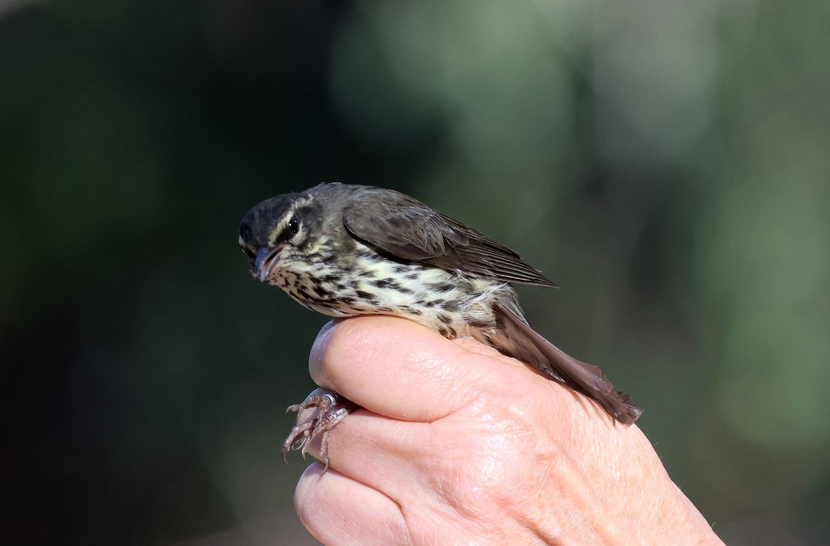 vannparula - ML641221442