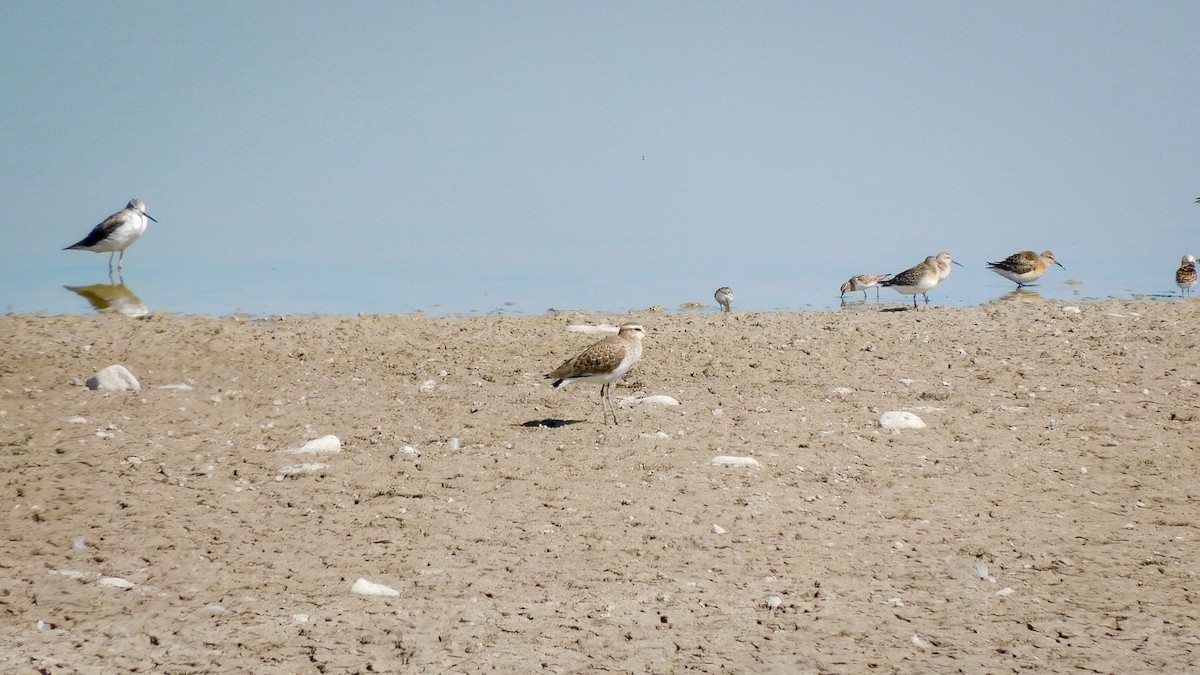 Sociable Lapwing - ML641221445