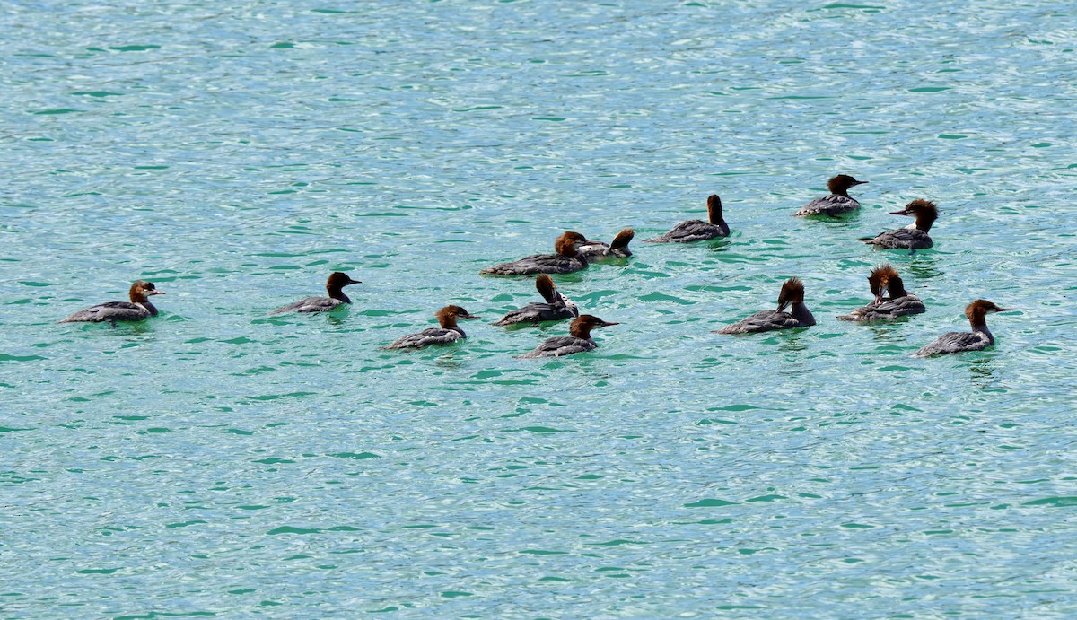 Common Merganser - ML641221458