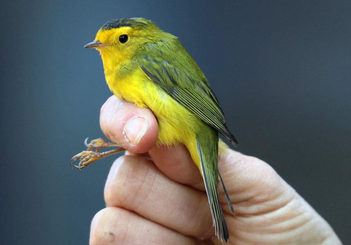 kalottparula - ML641221475