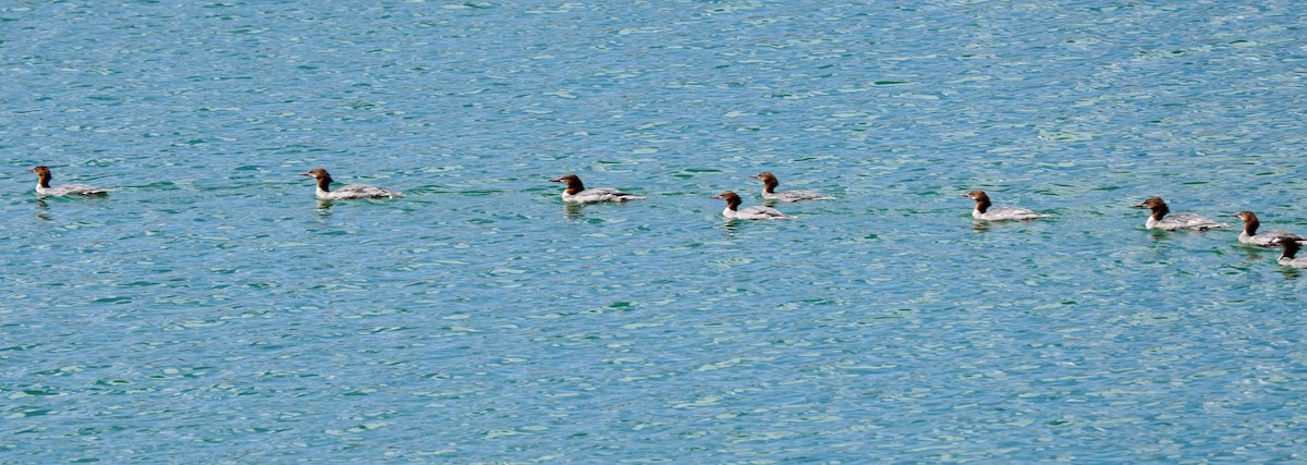 Common Merganser - ML641221495