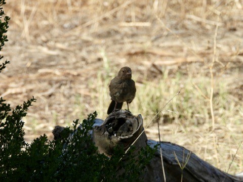 California Towhee - ML641221510