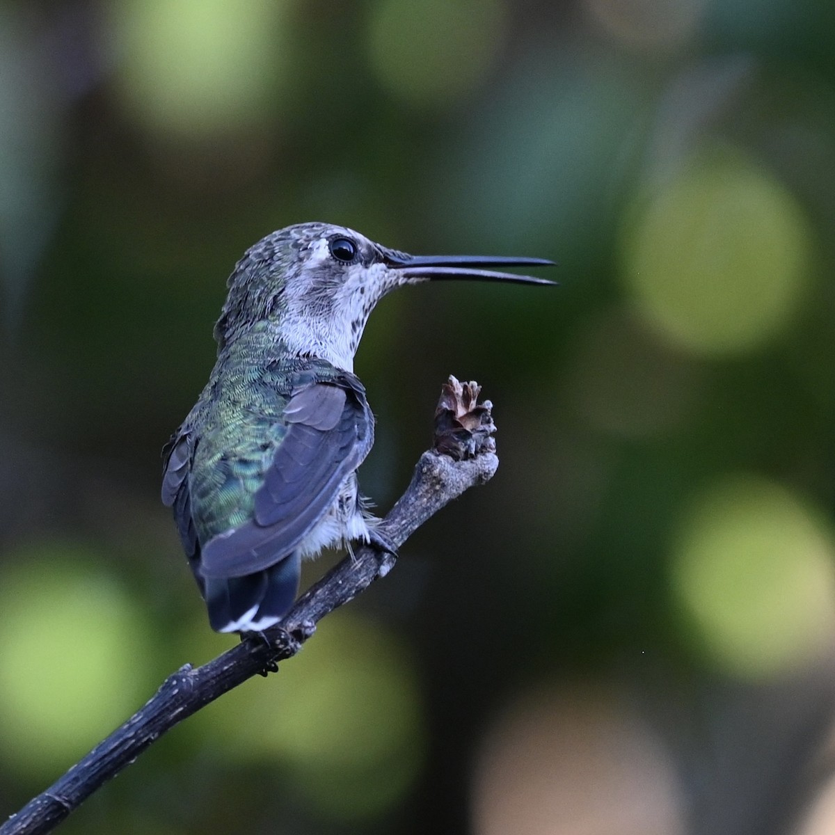 kalypta růžovohlavá - ML641221511