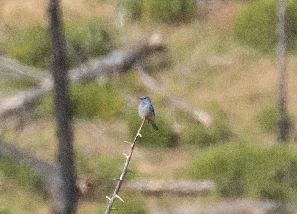 Mountain Bluebird - ML641221512