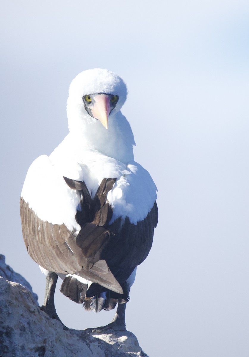 Nazca Booby - ML641221518