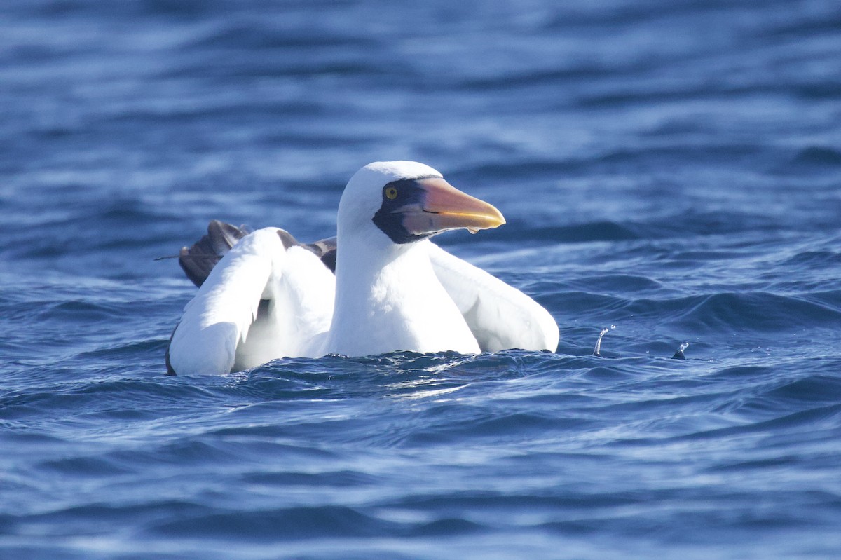 Nazca Booby - ML641221519