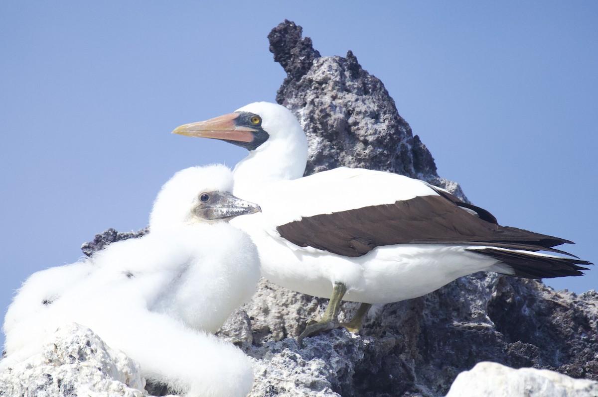 Nazca Booby - ML641221520