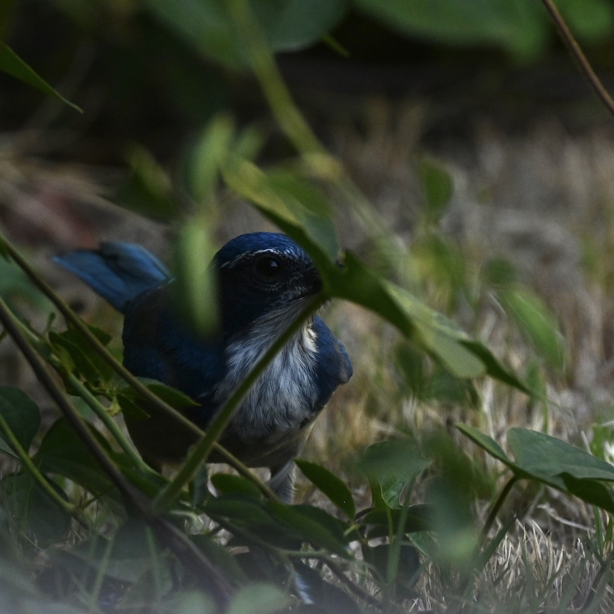 sojka západní - ML641221551