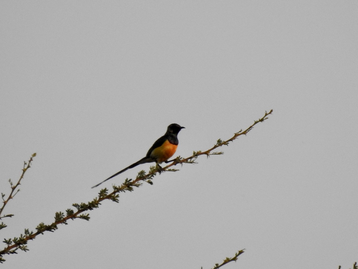 Nile Valley Sunbird - ML641221562