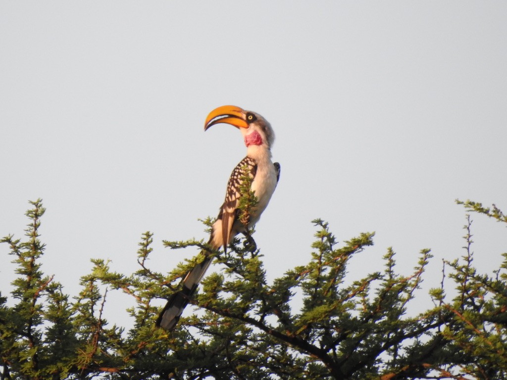 Eastern Yellow-billed Hornbill - ML641221568