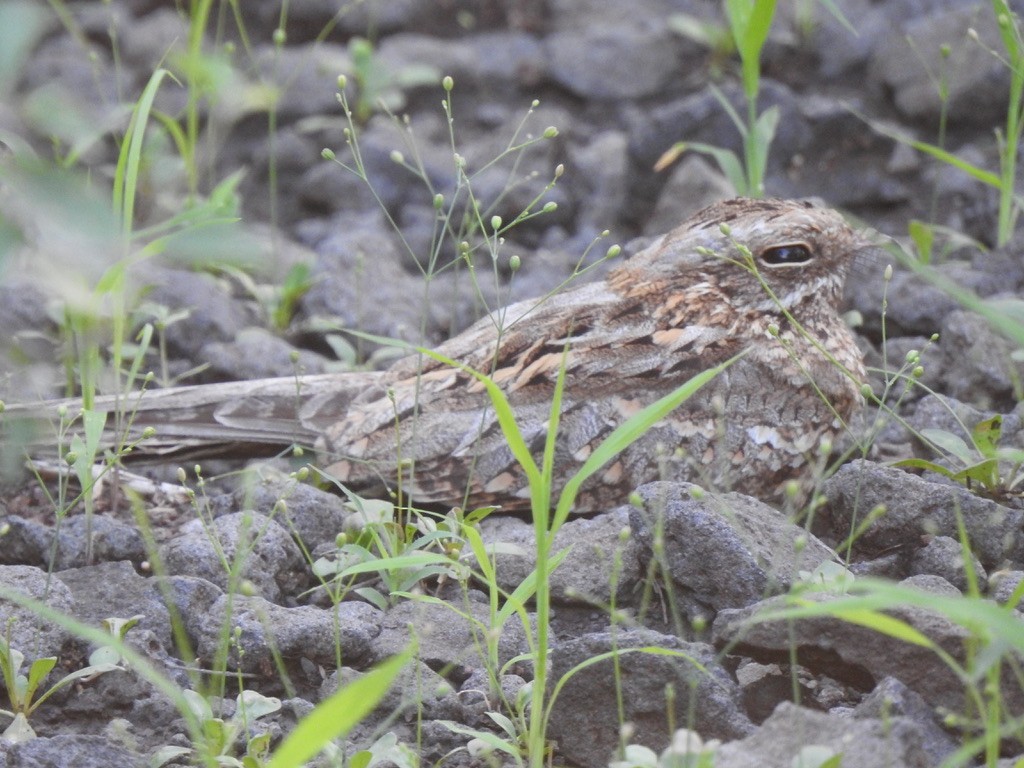 Slender-tailed Nightjar - ML641221595