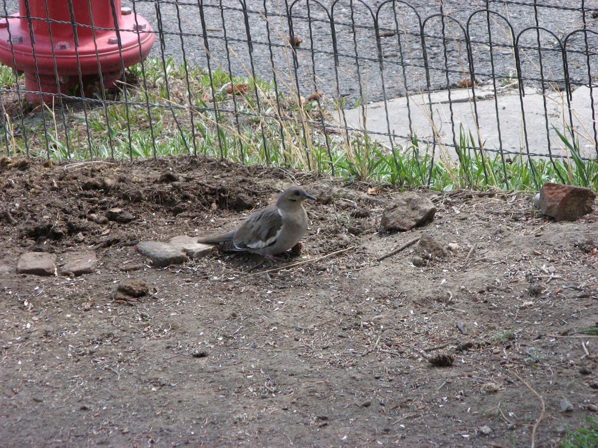 White-winged Dove - ML641221636