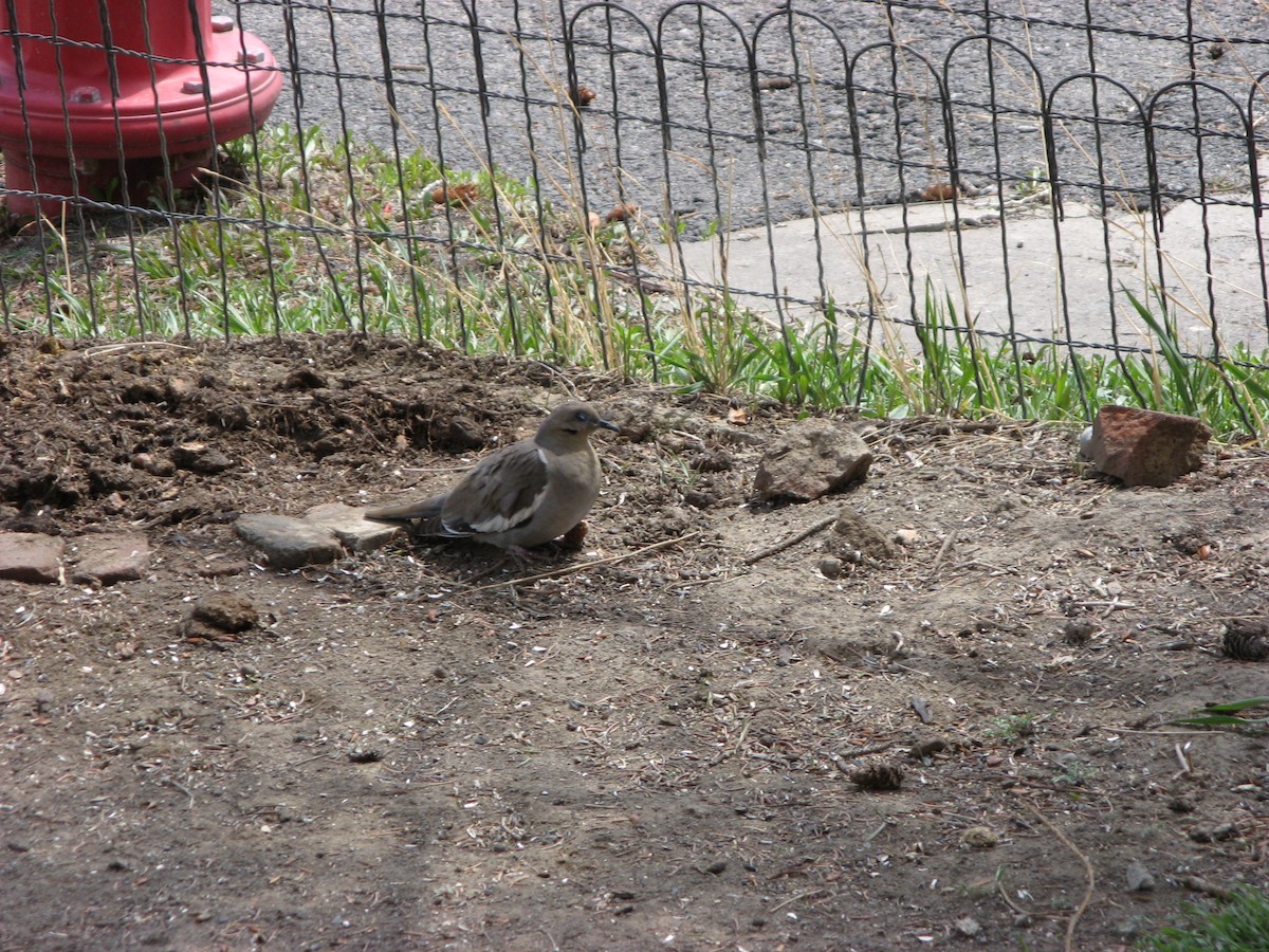 White-winged Dove - ML641221637