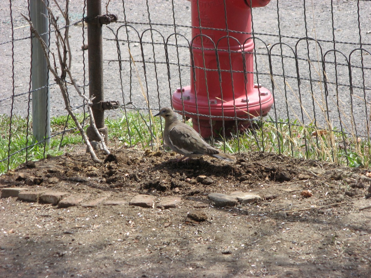 White-winged Dove - ML641221638