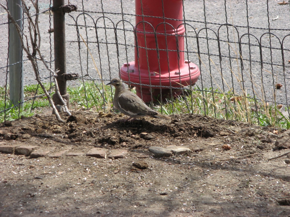 White-winged Dove - ML641221639