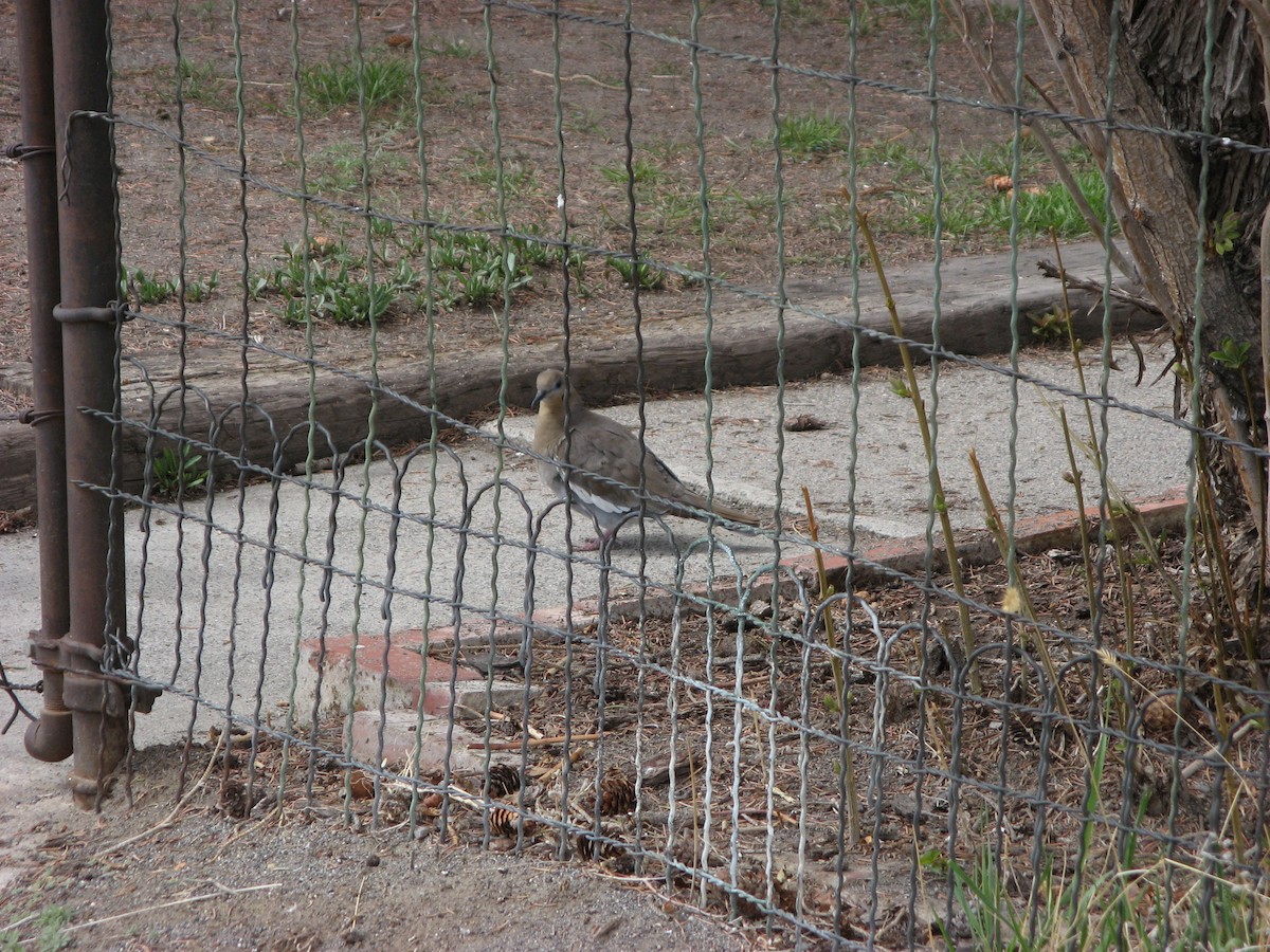 White-winged Dove - ML641221669