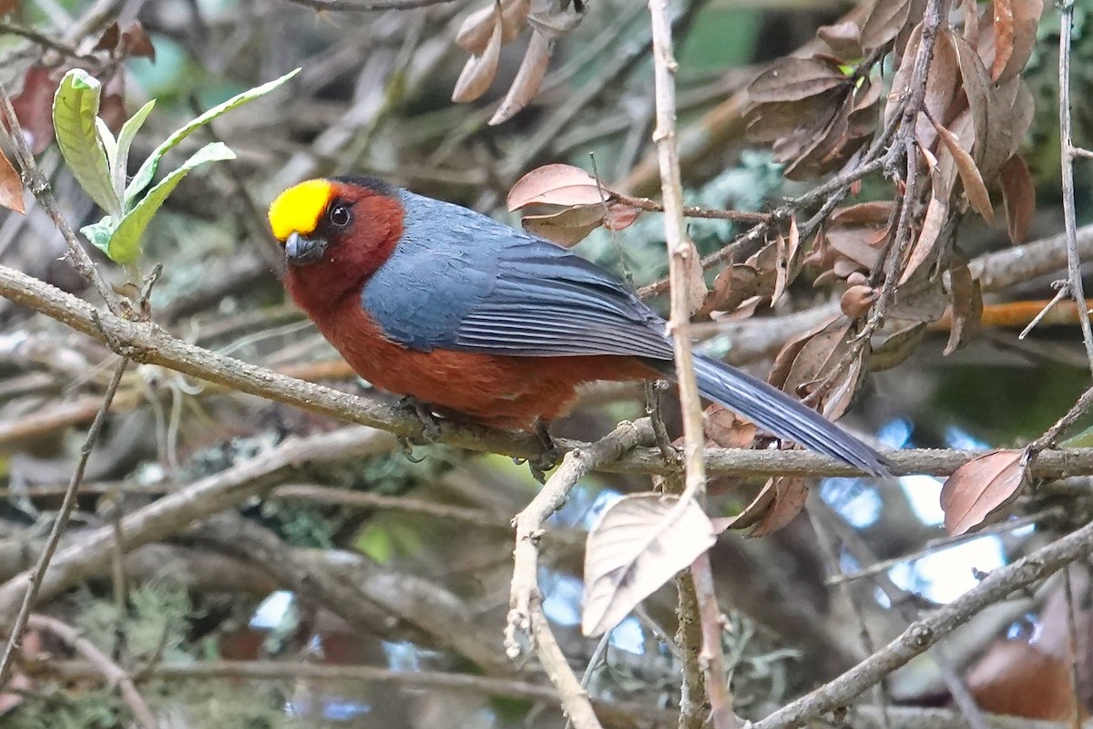 ズキンコウカンチョウ - ML641221732