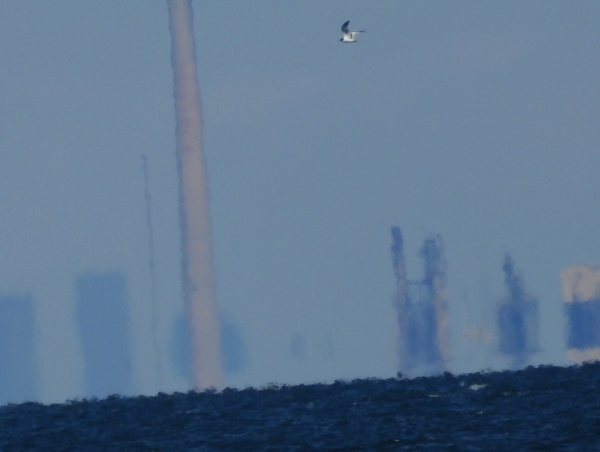 Sabine's Gull - Mourad Jabra