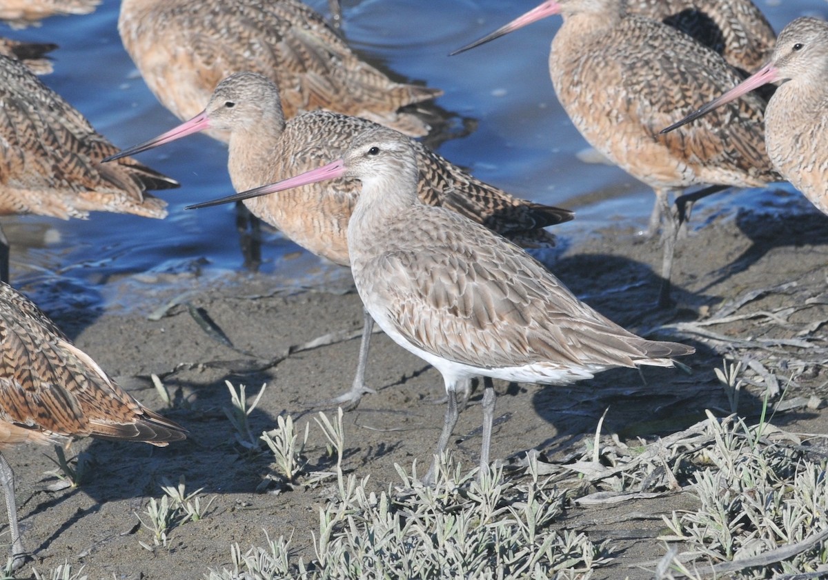 Bar-tailed Godwit - ML641221809