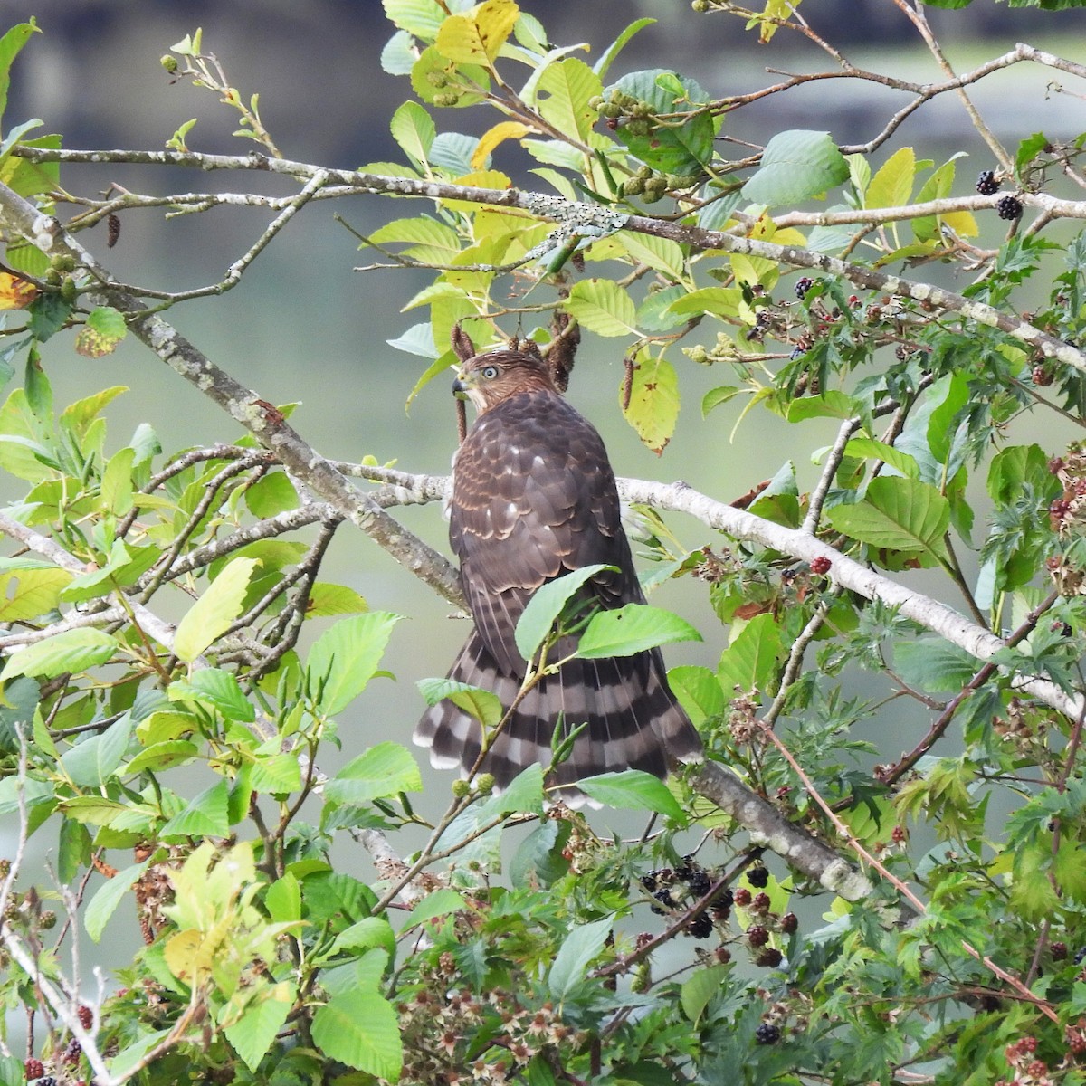 Cooper's Hawk - ML641221815
