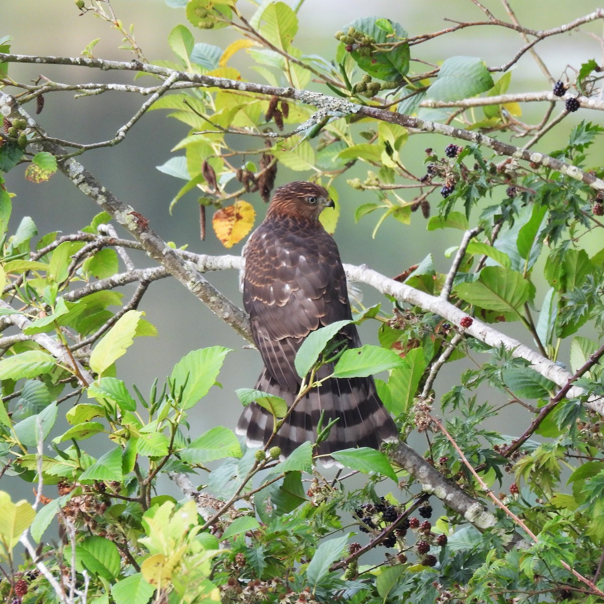 Cooper's Hawk - ML641221816